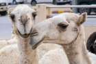 Saudi Arabia, Al-Qassim, Buraydah. Camels at the Al Qassim livestock market. Art Print